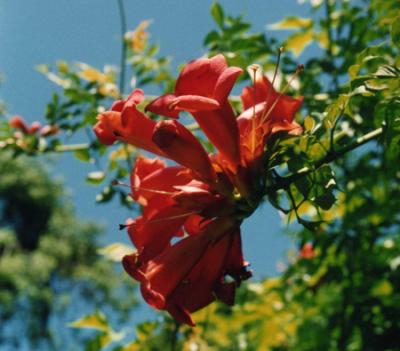 Campsis radicans (jazmín de Virginia)